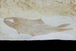 Jurassic Fossil Fish (Leptoleptis) - Solnhofen Limestone #112698