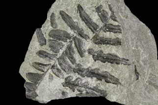 Pennsylvanian Fossil Ferns (Lyginopteris And Neuropteris) - Alabama #112762