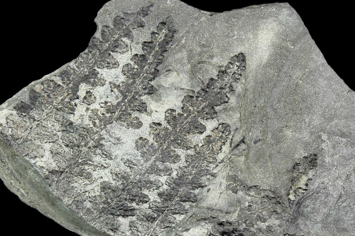 Pennsylvanian Fossil Fern (Lyginopteris) - Alabama For Sale (#112748 ...