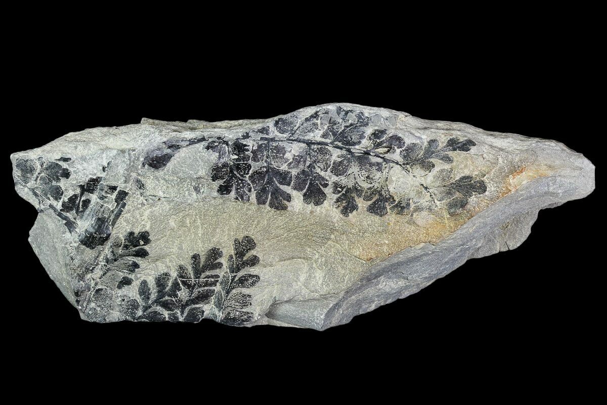 4.3" Pennsylvanian Fossil Fern (Sphenopteris) Plate Kentucky For Sale