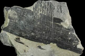 Pennsylvanian Fossil Fern Stalk - Kentucky #112940