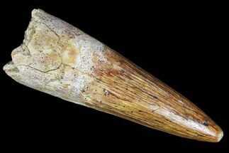 Fossil Spinosaurus Tooth - Morocco #112958