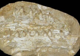 Fossil Mosasaur Jaws (Halisaurus) - Morocco #113039