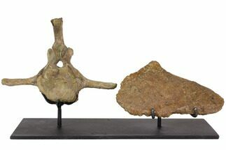Ankylosaur Vertebra & Scute With Metal Stand - Montana #113077