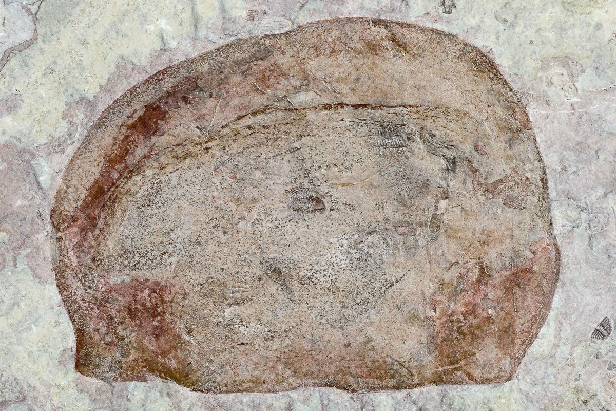 Conus Deperditus Fossiles Oligozän Rupelien D 