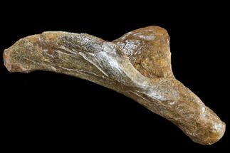 Edmontosaurus Quadrate Bone - South Dakota #113135