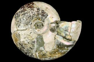 Cretaceous Ammonite (Desmoceras) Fossil - Madagascar #113148