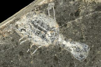 Shrimp-Like Crustacean (Tealliocaris) Fossil - Scotland #113212