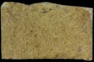 Fossil Brittle Star Mortality Plate - California #113194
