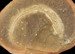 Worm (Didontogaster) Fossil (Pos/Neg) - Mazon Creek #113224