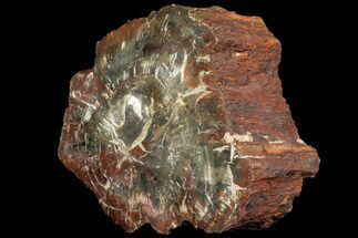 Triassic Petrified Wood (Araucaria) - Circle Cliffs, Utah #113279