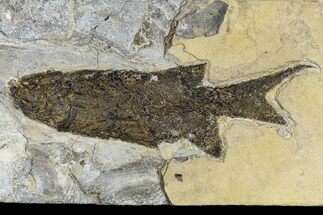 Permian Fossil Fish (Paramblypterus) - Germany #113317