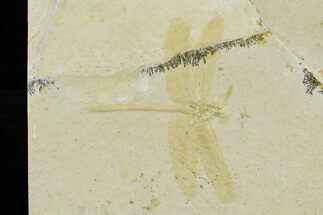 Jurassic, Fossil Dragonfly - Solnhofen Limestone #113342
