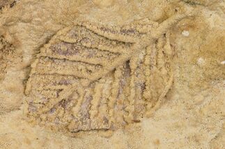 Fossil Leaf Preserved In Travertine - Austria #113201
