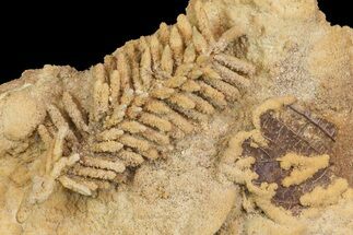 Fossil Pine Branch & Leaves Preserved In Travertine - Austria #113204
