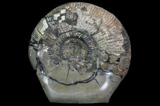 Ammonite In Septarian - Madagascar #113498
