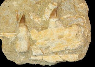Mosasaur (Eremiasaurus) Jaw Section With Two Teeth #113585