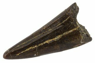 Tyrannosaur Premax Tooth - Judith River Formation, Montana #114002