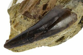 Serrated, Tyrannosaur Tooth in Sandstone - Judith River Formation #114011