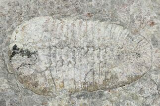 Bathyuriscus Fimbiatus Trilobite With Cheeks - Utah #114178