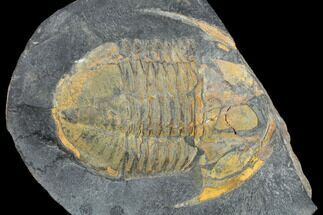 Hoekaspis Trilobite In Concretion - Bolivia #114182