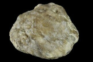 Cretaceous, Fossil Pearl - Kansas #114037