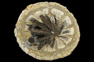 Rare, Petrified Wood (Hermanophyton) - Cortez, Colorado #114454