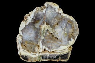 Beautiful, Petrified Wood Slab - Vantage, Washington #114460