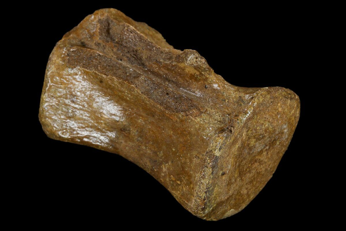 Cretaceous Hell Creek Theropod reptile dinosaur vertebra fossil 1 per bid 