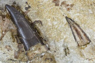 Two Xiphactinus Teeth In Chalk - Kansas #114574