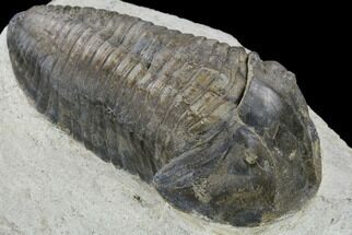 7.2" Inflated Parahomalonotus Trilobite - Foum Zguid, Morocco - Fossil #114808