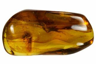 Polished Chiapas Amber With Insect ( g) - Mexico #115008