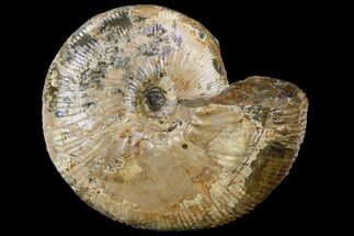 Fossil Ammonite (Rhaeboceras) - South Dakota #115161