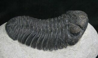 Large Phacops Speculator Trilobite #8029