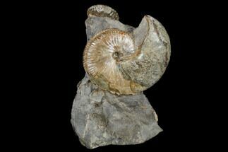 Fossil Ammonite And Whelk Cluster - South Dakota #115076