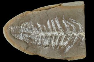 Fossil Fern (Pecopteris) - Mazon Creek #114116