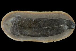 Fossil Fern (Macroneuropteris) - Mazon Creek #114118