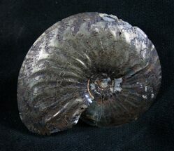 Pyrite Ammonite Oxynoticeras Oxynotum #8039