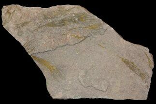 9" Wide Eocrinoid (Ascocystites) Plate - Ordovician - Fossil #115921