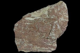 Ordovician, Fossil Graptolite Plate - Morocco #116745