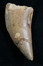 Unidentified Raptor/Theropod Tooth #8159