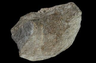 Fossil Dinosaur Bone Section - Aguja Formation, Texas #116816
