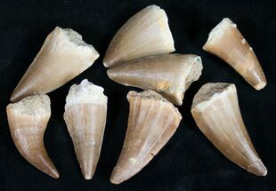 / to / Fossil Mosasaur Teeth #116922