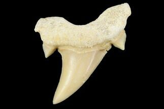 1" Fossil Otodus Shark Teeth - Khouribga, Morocco - Fossil #117000