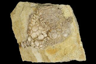 Fossil Crinoid (Taxocrinus) - Alabama #114401