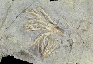 Two Fossil Crinoids (Cercidocrinus) - Iowa #114373