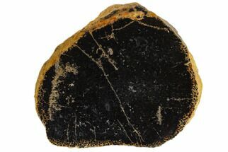 2.8" Cretaceous Tree Fern (Tempskya) Slab - Idaho - Fossil #117098