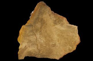Rare, Petrified Snakewood (Mennegoxylon) Slab - Texas #117119