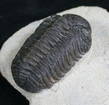 Detailed Phacops Trilobite #8204
