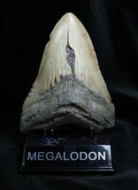 / Inch Megalodon Tooth With Stand #1369